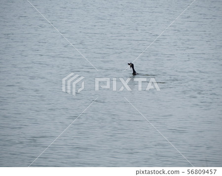 Duck catches fish 56809457