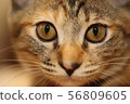 Cat 56809605