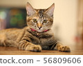 Cat 56809606