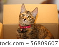 Cat 56809607