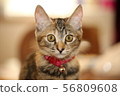 Cat 56809608