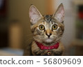 Cat 56809609