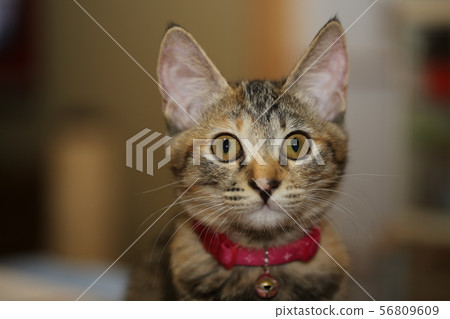 Cat Cat 56809609