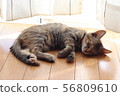 Cat 56809610