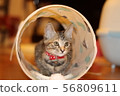 Cat 56809611