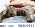 Cat 56809612