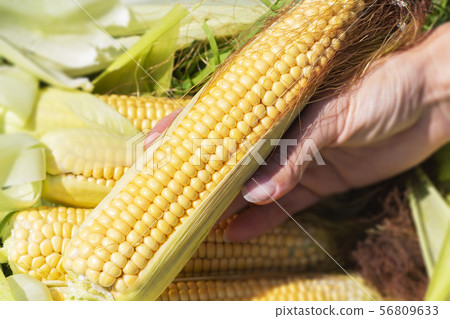 an ear of corn in a woman's hand. harvest. natural an ear of corn in a woman's hand. harvest. natural 56809633