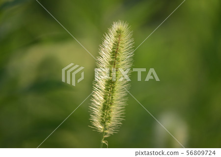 Enokorogusa /貓 56809724