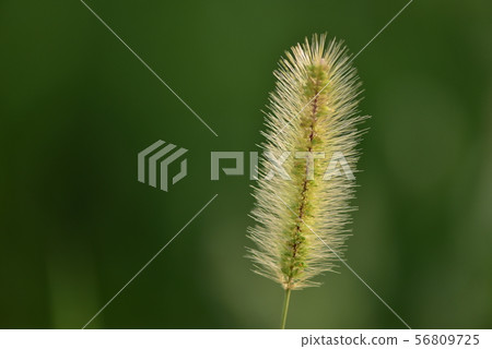 Enokorogusa /貓 56809725