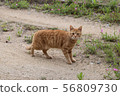 Cat 56809730