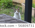 Cat 56809731