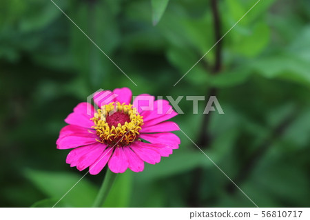 Sinia Sinia 56810717