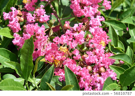 Crape myrtle drooping on tea leaves Crape myrtle drooping on tea leaves 56810787