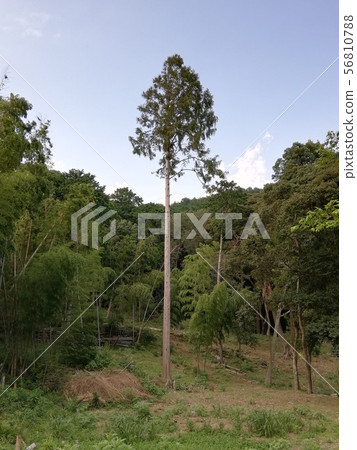 神秘的巨樹 56810788