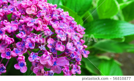 Uzu Honey Flower 56810877