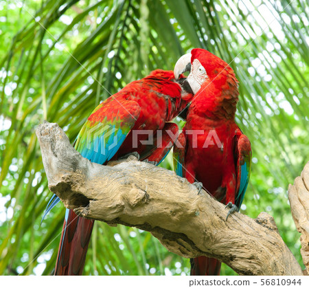 couple macaw couple macaw 56810944