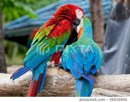 couple macaw couple macaw 56810948