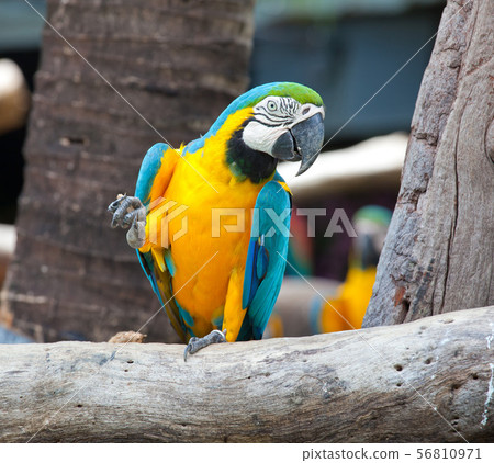 colorful macaw colorful macaw 56810971