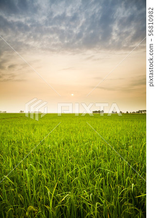 sunset and farm 56810982