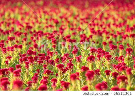 Celosia flower field before harvest 56811361