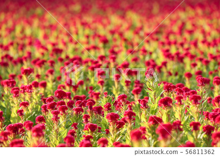 雞冠花在收穫前的花田 雞冠花在收穫前的花田 56811362