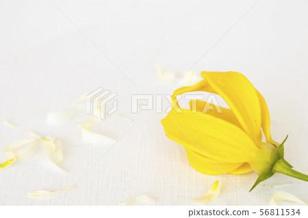ylang ylang with jasmine flowers on white 56811534