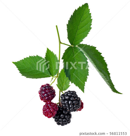 branch of blackberries isolated on white 56811553