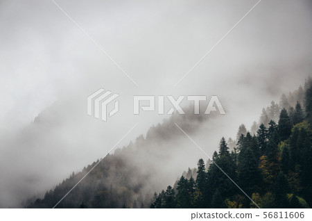 Trees in a fog cloud on mountain in winter, Trees in a fog cloud on mountain in winter, 56811606