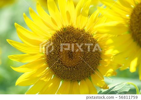 Summer flower Sunflower 56811759