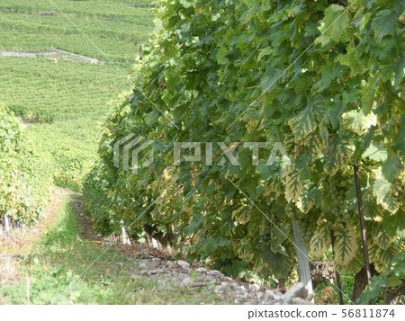 Swiss vineyard Swiss vineyard 56811874
