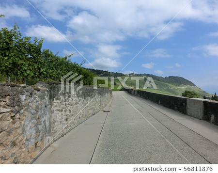In a vineyard in Switzerland In a vineyard in Switzerland 56811876