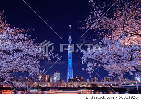 Tokyo Sky Tree and night cherry blossoms 56811920