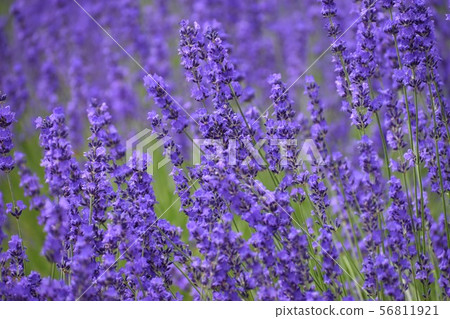 Furano's lavender 56811921