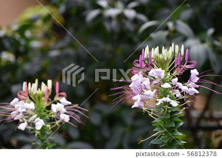 Flower of Creme 56812378