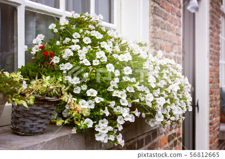 Cozy window with flower pot 56812665