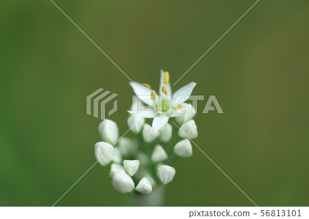 Chinese chive 56813101