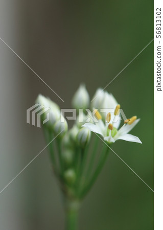 Chinese chive Chinese chive 56813102