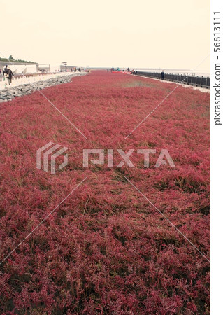 潮汐平Yoka公園的Shichimensou 潮汐平Yoka公園的Shichimensou 56813111