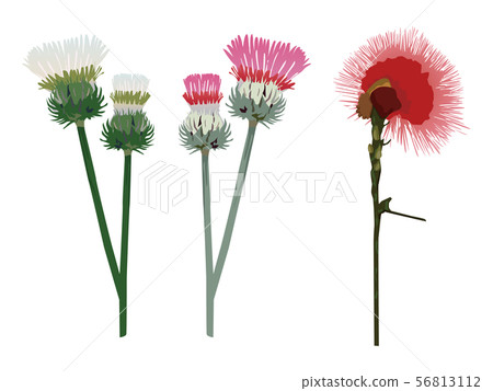 flower, flowers, thistle 56813112