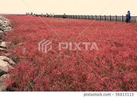 Shichimensou of Tidal Flat Yoka Park 56813113
