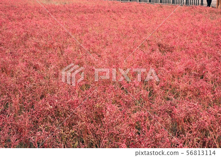 Shichimensou of Tidal Flat Yoka Park 56813114
