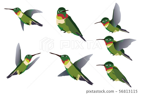 Hummingbird 56813115