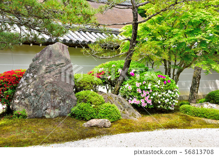 杜鵑花的日本庭院 56813708