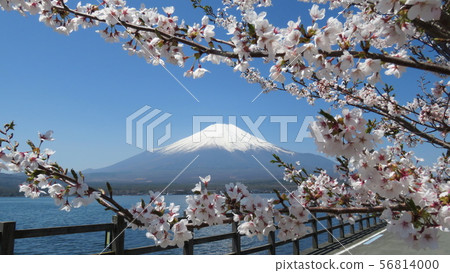 Fuji Five Lakes_Lake Yamanaka and Sakura_I421I6298 56814000