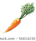 Carrot with leaves watercolor color 56814230