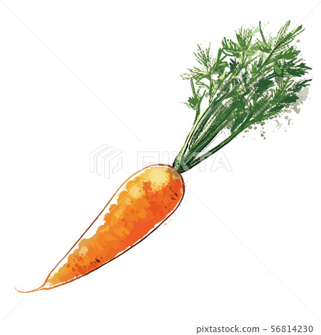 Carrot with leaves watercolor color Carrot with leaves watercolor color 56814230