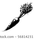 Carrot with leaves, watercolor, monochrome 56814231