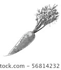 Carrot with leaves, watercolor, gray 56814232