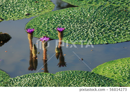 Omnibus of Fukushimaigata 56814273