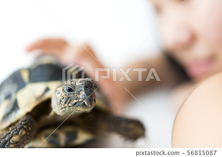 Girl and pet tortoise Girl and pet tortoise 56815087